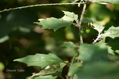 Solanum anguivi